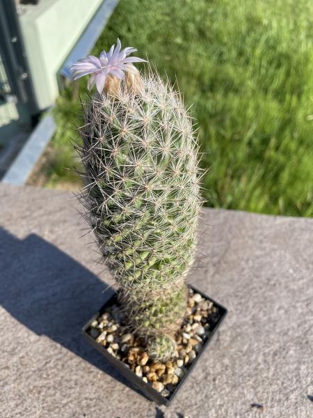 Escobaria strobiliformis